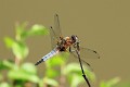 _MG_1216 Libellula fulva imm male